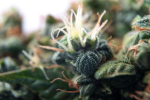 Macro close up of cannabis buds
