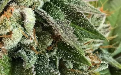 STRAIN REVIEW: Duct Tape