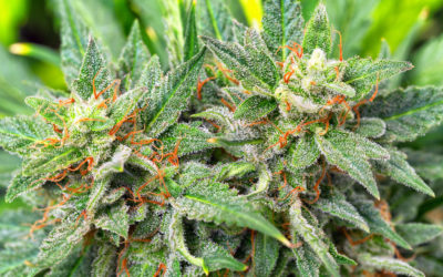 STRAIN REVIEW: Medevac