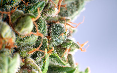 STRAIN REVIEW: Mile High Club