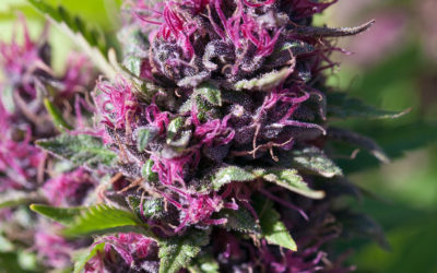 STRAIN REVIEW: Purple Rain