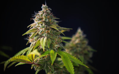 STRAIN REVIEW: Super Skunk